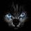 blackcat