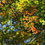 leafsoar