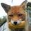 SouthFox